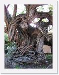 IMG_0378 * 2448 x 3264 * (1.43MB)